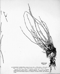 Equisetum variegatum image